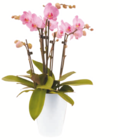 Schmetterlingsorchidee für 19,99 € bei toom Baumarkt im Angebot Schmetterlingsorchidee im aktuellen toom Baumarkt Prospekt