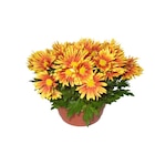 Coupe de chrysanthème XXL dans le catalogue Carrefour