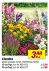 Stauden im toom Baumarkt Prospekt Stauden von im aktuellen toom Baumarkt Prospekt für 3,99 €