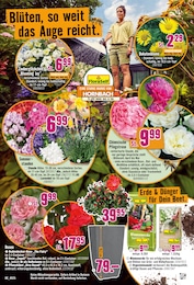 Stauden Angebot & Preis im aktuellen Hornbach Prospekt Stauden Angebot im aktuellen Hornbach Prospekt auf Seite 12