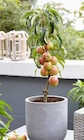 Baum im Pflanzen Kölle Prospekt Säulenapfel von KÖLLE BIO im aktuellen Pflanzen Kölle Prospekt für 34,99 €