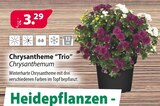 Kiebitzmarkt Winsen - Chrysantheme "Trio" Angebot im Prospekt Chrysantheme "Trio" bei Kiebitzmarkt im Winsen Prospekt für 3,29 €