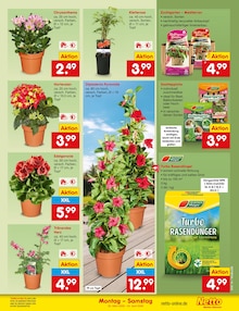 Blumen im aktuellen Netto Marken-Discount Prospekt (Oberhausen) Blumen im Netto Marken-Discount Prospekt "Aktuelle Angebote" mit 65 Seiten (Oberhausen)