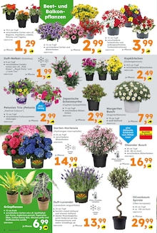 Blumen im Globus-Baumarkt Prospekt "Immer eine Idee besser" mit 17 Seiten (Augsburg)