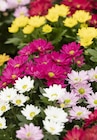 Herbstchrysantheme im Angebot bei Garten-Center Nordharz GmbH & Co. KG in Salzgitter Herbstchrysantheme Angebote bei Garten-Center Nordharz GmbH & Co. KG Salzgitter für 5,99 €