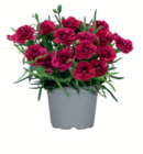 Aktuelles Gartennelke Angebot bei toom Baumarkt in Jena ab 2,99 €