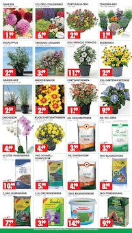 Hortensie im Wreesmann Prospekt "DEIN SAISON- & SONDERPOSTENMARKT!" mit 12 Seiten (Dresden)