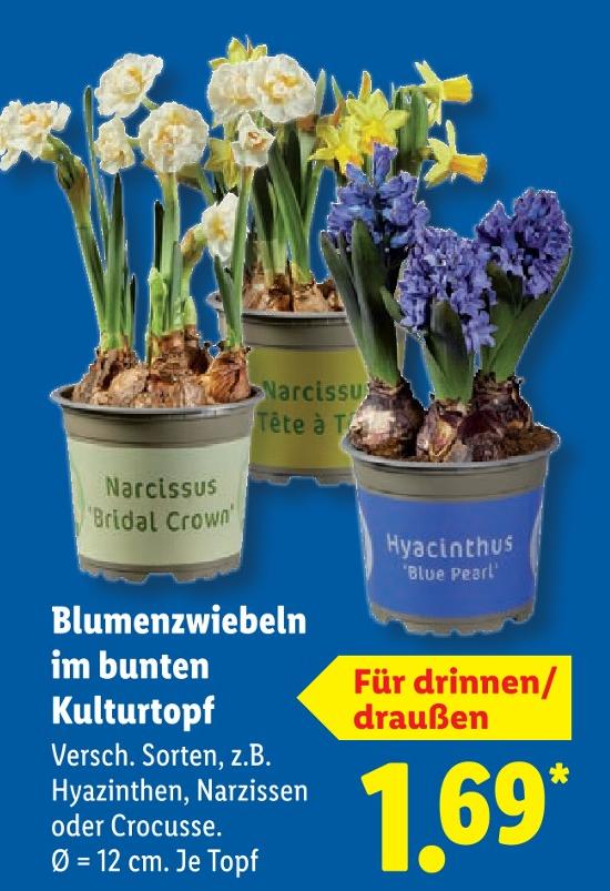 Blumenzwiebeln im bunten Kulturtopf