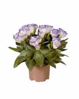 Aktuelles Eustoma Angebot bei Lidl in Mannheim ab 2,49 €