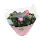 Promo Coupe de kalanchoe à 12,99 € dans le catalogue Carrefour à L'Haÿ-les-Roses