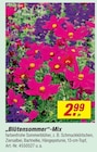Blütensommer-Mix bei toom Baumarkt im Prospekt  für 2,99 €