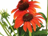 Sonnenhut 'Cheyenne Spirit' im Dehner Garten-Center Prospekt Sonnenhut 'Cheyenne Spirit' von im aktuellen Dehner Garten-Center Prospekt für 3,99 €