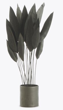 Strelitzia plante décoration - Crozatier à Boulogne-Billancourt Strelitzia plante décoration en promo chez Crozatier Boulogne-Billancourt à 299,00 €