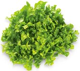 Endiviensalat Angebote von REWE Regional bei REWE St. Ingbert für 1,29 €