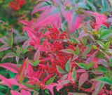 Bambous Sacrés - Jardineries du terroir à Toulouse Bambous Sacrés en promo chez Jardineries du terroir Toulouse à 12,99 €