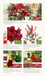 Pflanzen Kölle Amaryllis im Prospekt 