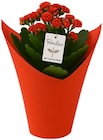Kalanchoe 'Rosalina in Love' bei Penny im Dürrröhrsdorf-Dittersbach Prospekt für 4,99 €