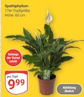 Aktuelle Zimmerpflanzen Angebote bei GLOBUS in Mannheim Aktuelles Spathiphyllum Angebot bei GLOBUS in Mannheim ab 9,99 €