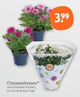 Chrysanthemen im Angebot bei tegut in Mainz Chrysanthemen Angebote bei tegut Mainz für 3,99 €