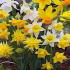 Promo Narcisses miniatures variées à 4,99 € dans le catalogue Point Vert à Sadirac