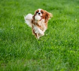 20% Rabatt von Bionic im aktuellen Pflanzen Kölle Prospekt