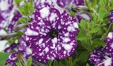 Angebot im Hagebaumarkt Steineroth Prospekt Hagebaumarkt Steineroth Prospekt mit im Angebot für 2,99 €