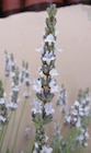 Lavande Edelweiss coloris blanc – 3 L - AUTRES PRODUCTEURS dans le catalogue Botanic