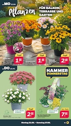 Stauder Angebot & Preis im aktuellen Netto mit dem Scottie Prospekt Stauder Angebot im aktuellen Netto mit dem Scottie Prospekt auf Seite 21
