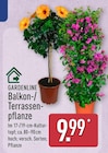 Balkon-/Terrassenpflanze von Gardenline im aktuellen ALDI Nord Prospekt