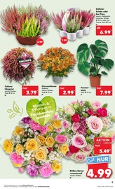 Aktueller Kaufland Prospekt mit Blumen, "Aktuelle Angebote", Seite 5