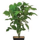 Bio Brombeeren im Dehner Garten-Center Prospekt Bio Brombeeren von im aktuellen Dehner Garten-Center Prospekt für 11,99 €