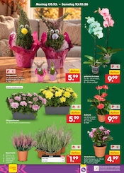 Chrysantheme im Netto Marken-Discount Prospekt in Cottbus Aktueller Netto Marken-Discount Prospekt mit Chrysantheme, "Aktuelle Angebote", Seite 40