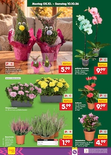 Chrysantheme im aktuellen Netto Marken-Discount Prospekt (Dresden) Chrysantheme im Netto Marken-Discount Prospekt "Aktuelle Angebote" mit 70 Seiten (Dresden)