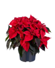 Großer Weihnachtssternbusch Angebote bei Lidl Greifswald für 7,99 €