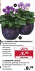 ALPENVEILCHEN ’DRAGON BLUE’ im Angebot bei Dehner Garten-Center in Mainz ALPENVEILCHEN ’DRAGON BLUE’ Angebote bei Dehner Garten-Center Mainz für 3,99 €