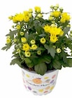 Pflanzen Kölle Neuenhagen - Chrysantheme Angebot im Prospekt Chrysantheme bei Pflanzen Kölle im Neuenhagen Prospekt für 1,99 €