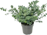 Eucalyptus von GROW by OBI im aktuellen OBI Prospekt