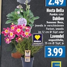 EDEKA Lollar - Hosta Bella Funkie Angebot im Prospekt Hosta Bella Funkie bei EDEKA im Lollar Prospekt für 2,49 €