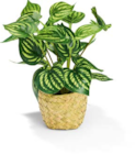 Aktuelles Philodendron Angebot bei Netto Marken-Discount in Duisburg ab 4,99 €