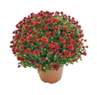 Promo CHRYSANTHÈME POMPON à 5,99 € dans le catalogue Truffaut à Saint-Maximin