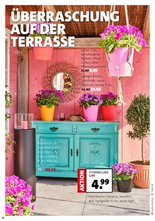 Blumentopf im Hoeren Gartencenter Prospekt "DEINE BLÜHENDE TERRASSE" mit 8 Seiten (Moers)