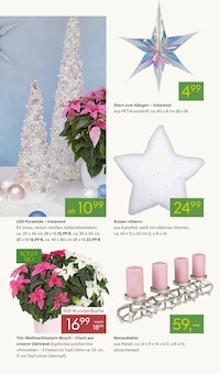 Pflanzen im aktuellen Pflanzen Kölle Prospekt (Potsdam) Pflanzen im Pflanzen Kölle Prospekt "WINTERZAUBER ERLEBEN" mit 20 Seiten (Potsdam)