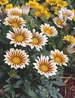 HALBSTRAUCH-GAZANIE (GAZANIA) im OBI Prospekt HALBSTRAUCH-GAZANIE (GAZANIA) von im aktuellen OBI Prospekt fĂŒr 2,49 âŹ