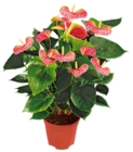 Aktuelle Blumen Angebote bei Kaufland in Solingen (Klingenstadt) Aktuelles Calla Angebot bei Kaufland in Solingen (Klingenstadt) ab 5,99 €