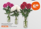 Chrysanthemen im Angebot bei tegut in Erfurt Chrysanthemen Angebote bei tegut Erfurt für 6,99 €