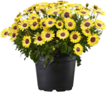 KAPKÖRBCHEN im aktuellen OBI Prospekt