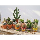 Foire aux cactus en promo chez Carrefour Market Metz à 3,99 €