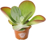 Kalanchoe Thyrsiflora „Wüstenkohl“ für 2,99 € bei Netto mit dem Scottie im Angebot Kalanchoe Thyrsiflora „Wüstenkohl“ im aktuellen Netto mit dem Scottie Prospekt