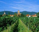 Deutsche Weinstraße - Speyer - Heidelberg Angebote bei ASTL-Reisen Rosenheim für 565,00 €