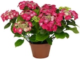 Aktuelles Hortensie Angebot bei REWE in Dresden ab 9,99 €